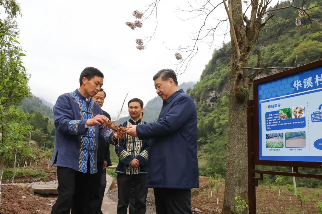 2019年4月15日，習(xí)近平在重慶華溪村考察特色經(jīng)濟(jì)作物帶動(dòng)村民脫貧的情況。新華社記者 鞠鵬 攝